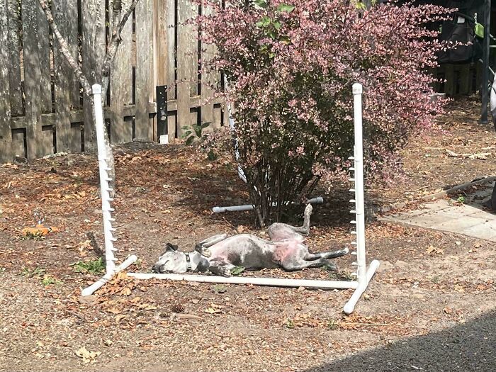 Went To Call My Dog In From The Yard And Found Her Like This. I Let Her Stay Out For A Bit Longer