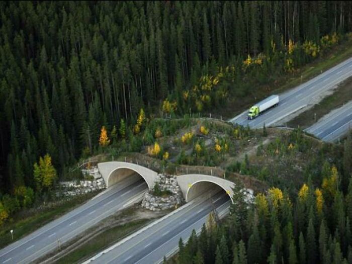 Wildlife Overpass, Trans-Canada Highway, Banff National Park, Canada. The 38 Passes And Fencing Have Reduced Wildlife-Vehicle Collisions By More Than 80%