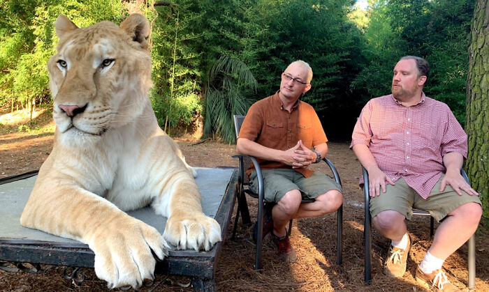 I'm An Evolutionary Geneticist Who Studies Hybridization. This Is Apollo The Liger, The Most Beautiful And Adorable Wild Cat I've Met. Humans For Spatial And Size Perspective