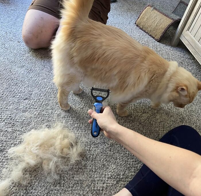 Tame Seasonal Shedding With Regular Grooming