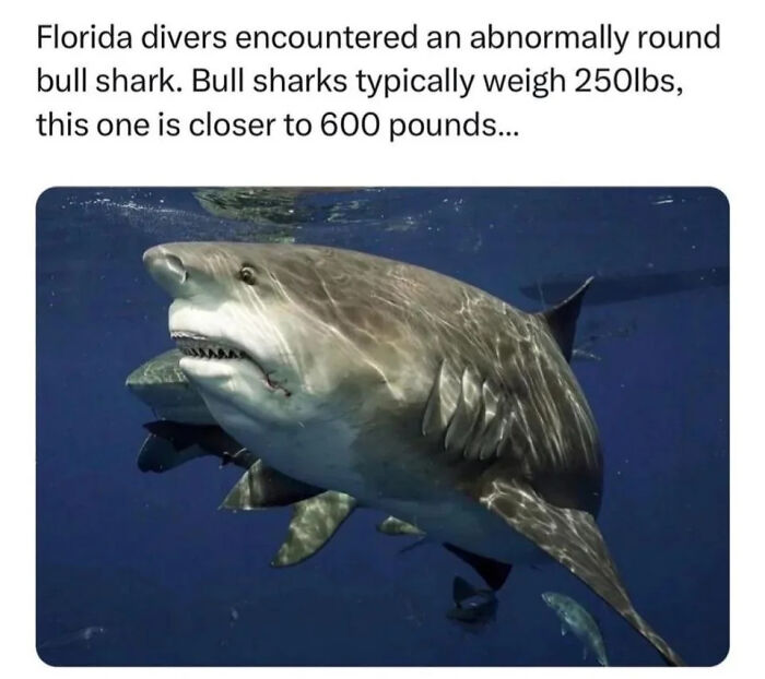 Round bull shark swimming underwater, described as an absolute unit, weighing closer to 600 pounds.