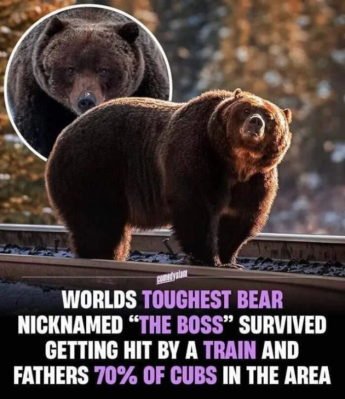 Massive bear on train tracks, known as "The Boss," highlighting its survival and strength.