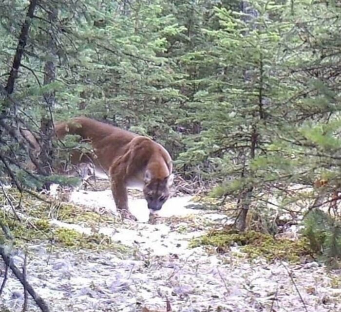 This Mountain Lion Is A Unit