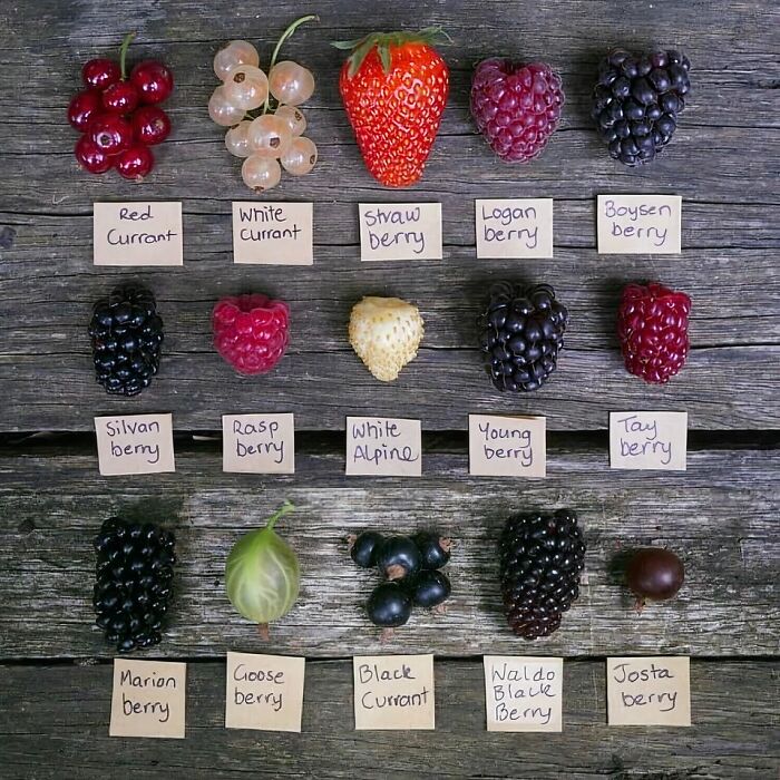 A Cool Guide For Berries