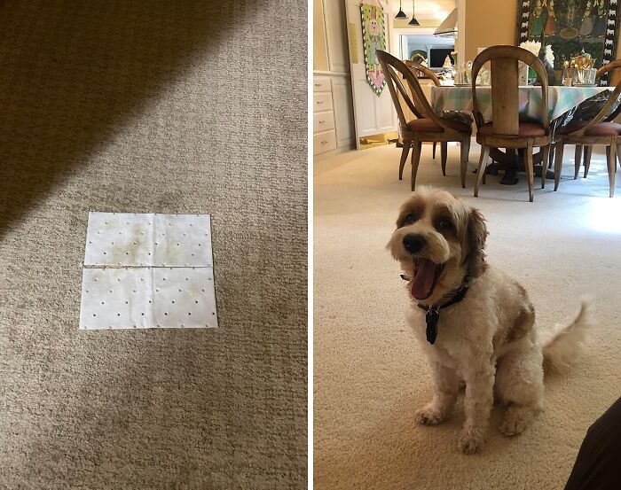 Say Goodbye To Scrubbing And Hello To Stain-Free Bliss. These Pet Stain Removal Pads Are The Cleaning Hack Every Pet Owner Needs