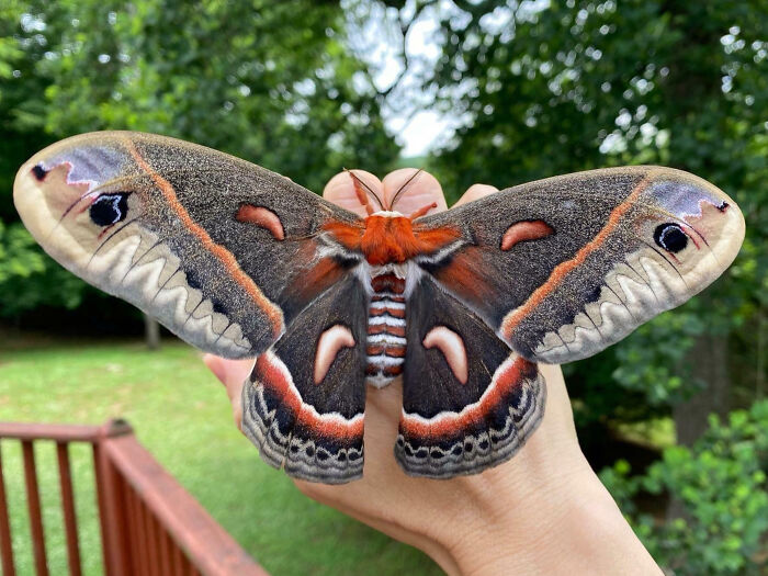 The Cecropia Moth, Largest Moth In North America, Has A Wingspan Between 5-7 Inches (13-18 Cm)