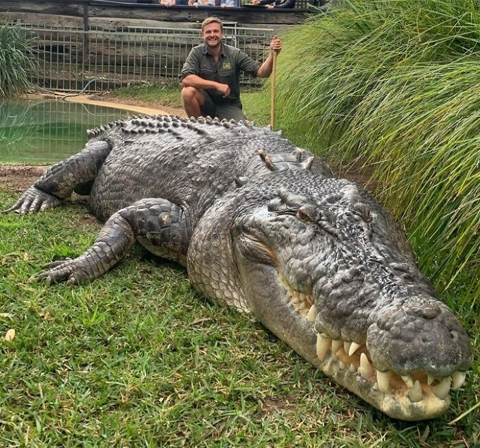 Saltwater Crocodiles Are Kind Of Big