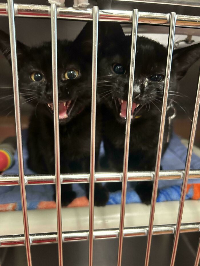 I’m A Volunteer For My Local Humane Society. I Caught A Double Yell