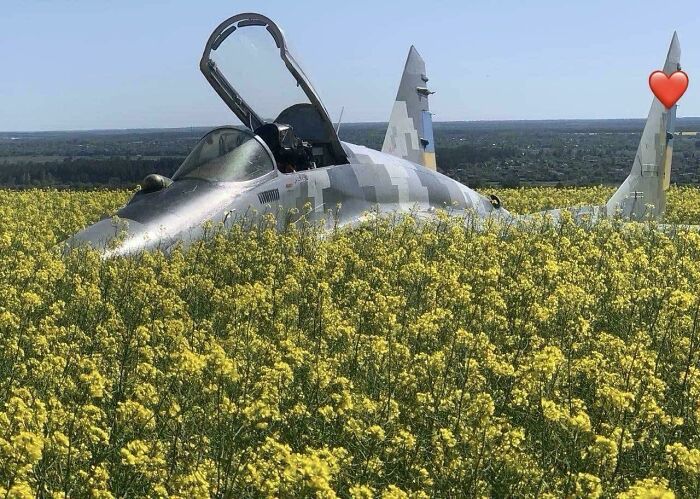 Aircraft incident in a yellow field, suggesting an unfortunate and expensive accident.