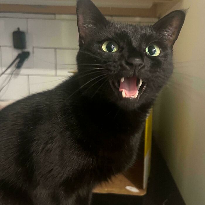 She Loves To Scream For Treats