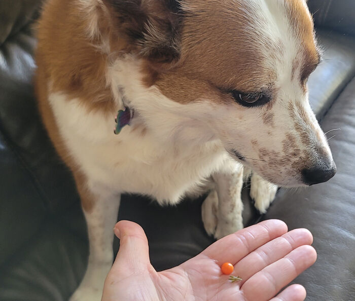 Dog looking at a tiny tomato in a person's hand, showing a gardening fail with no mighty harvest.