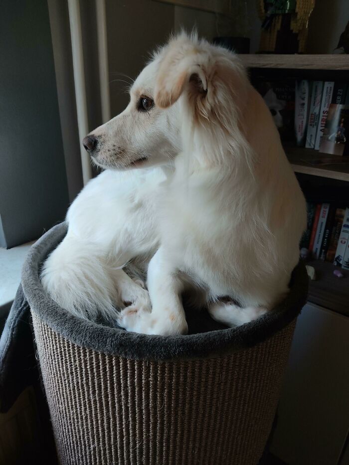 She Thinks She Is A Cat Like Her Siblings. What's Wrong With My Dog?