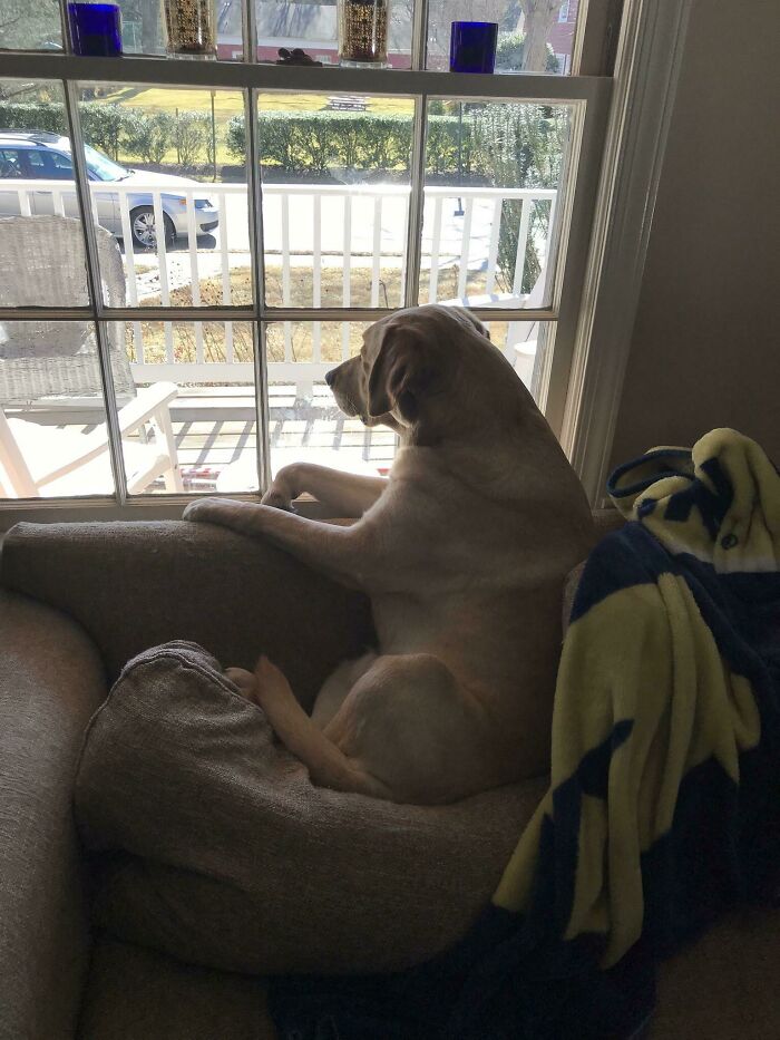 His Perch. He Learned This By Copying The Cat