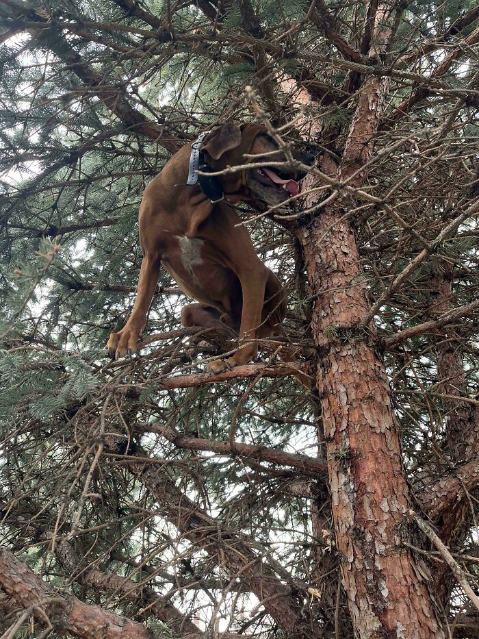 Does Your Hound Climb Trees? Cooper Likes To Climb Trees. He Is Almost 10-Feet Here