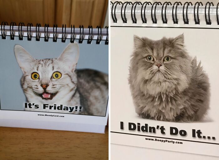 These Funny Desk Signs With Cats Will Make Your Coworkers Purr-Fectly Understand Your Mood (