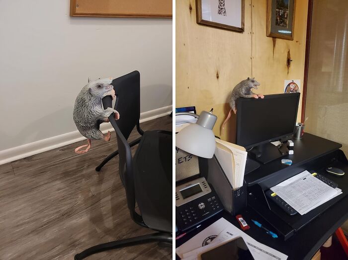 This Office Possum Is The Perfect Way To Add A Touch Of The Wild To Your Workspace