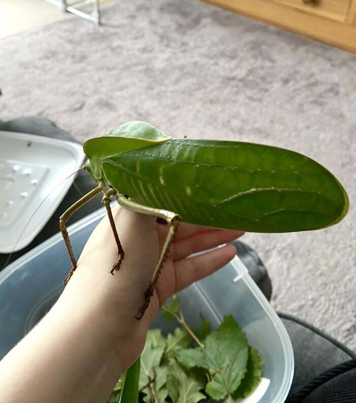 My Pet, The Giant Hooded Katydid. He’s Bigger Than My Hand