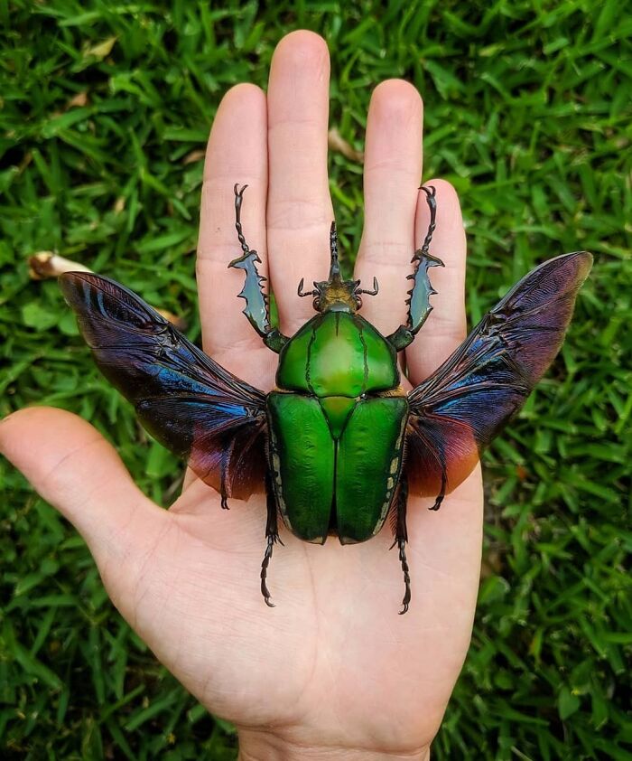 Mecynorhina Torquata Is One Of The Largest Flower Beetles In The World