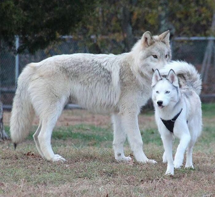 A Wolf With A Husky For Scale. He's Almost Three Times Bigger