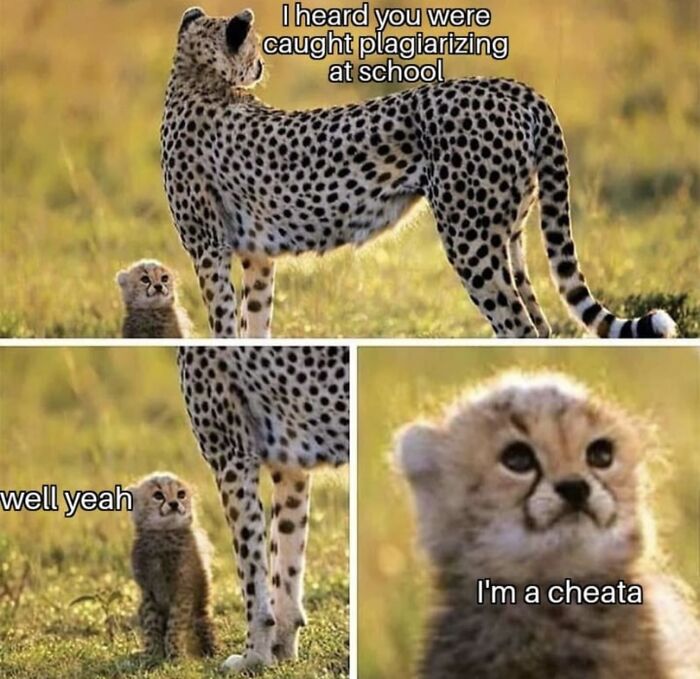 Animal Memes