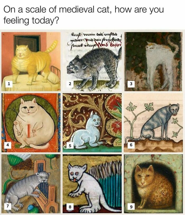 Animal Memes