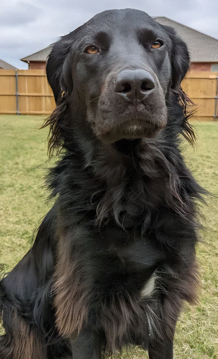 Owner Documents His Pup’s Stunning Fur Transformation, And People Online Can’t Get Enough