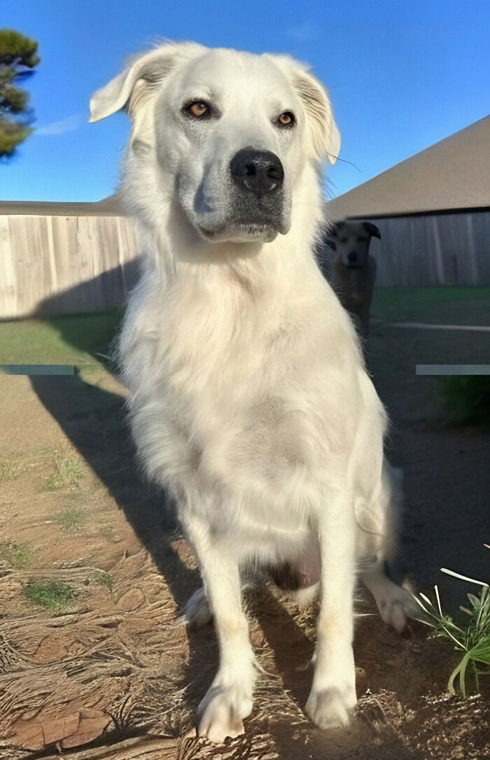 Owner Documents His Pup’s Stunning Fur Transformation, And People Online Can’t Get Enough