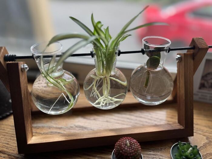 Forget About Those Sad, Neglected Houseplants. This Plant Terrarium Is The Self-Sustaining Ecosystem Your Green Thumb (Or Lack Thereof) Needs