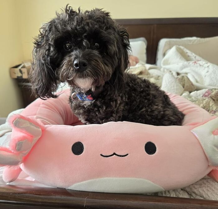 This Pet Bed Is So Comfy, You Might Be Tempted To Steal It For Yourself