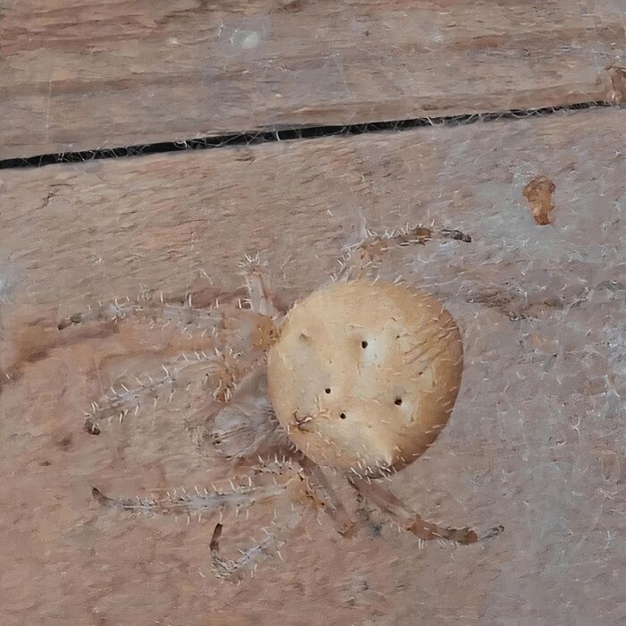 Forbidden Ritz Cracker Of Your Nightmares