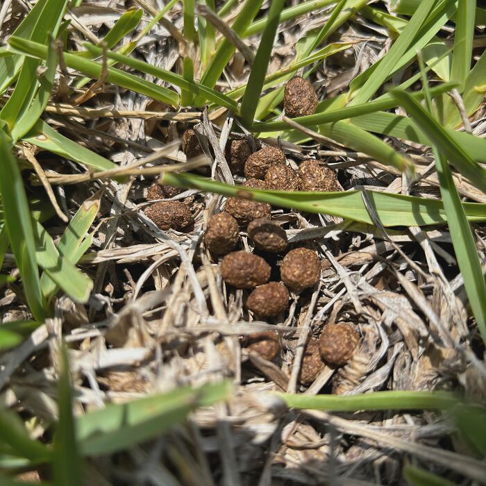 Forbidden Cocoa Puffs; Nature's Cruelest Prank