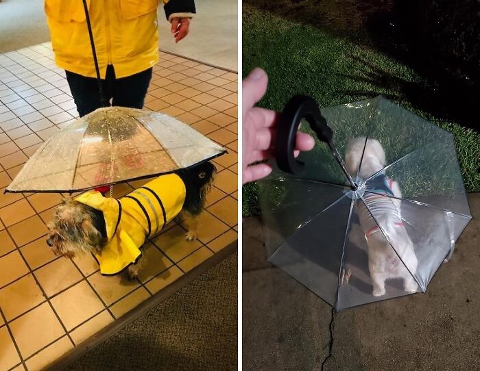 Rain Or Shine, Your Pupper Is Cared For With Dog Umbrella