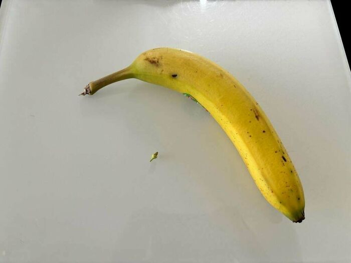 A small banana, illustrating a humorous gardening fail with a surprising harvest size.