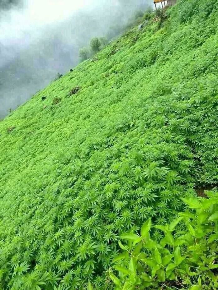 Cannabis Growing Naturally In The Himalayas