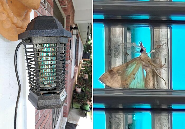 Finally, A Way To Get Rid Of Those Pesky Mosquitoes Without Resorting To A Full-On Bug-Squashing Rampage! This Bug Zapper Is Your Garden's New Bouncer