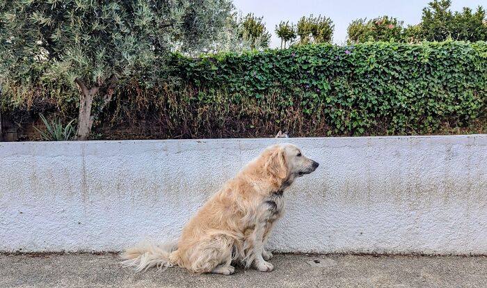 My Good Boy Has Been Rubbing Himself Against This Wall Every Day For 3 Years