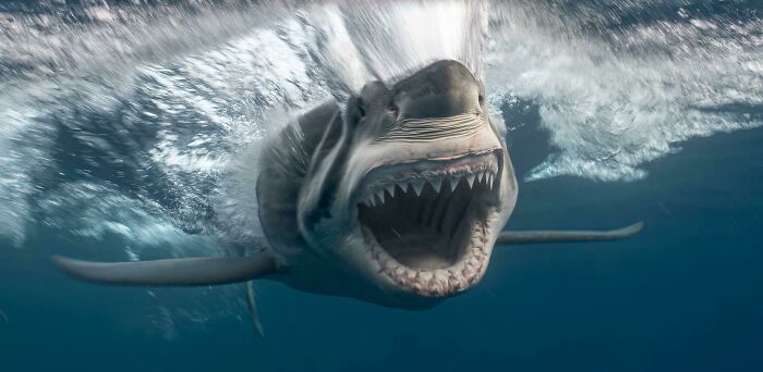 Casper The Great White Shark, Neptune Islands, South Australia