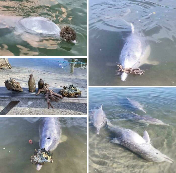 A Pod Of Dolphins In Australia Brought Gifts Of Coral To Shore Because They Missed Interacting With Visitors Amid Covid-19 Pandemic In 2020