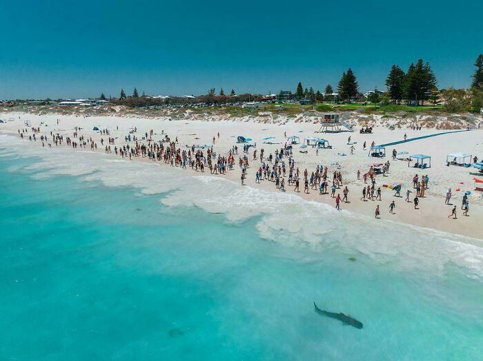 Beachgoers Waiting For Trevor (Friendly Local Tiger Shark) To Finish His Turn At Mullaloo Beach In Western Australia Before They Go Back In