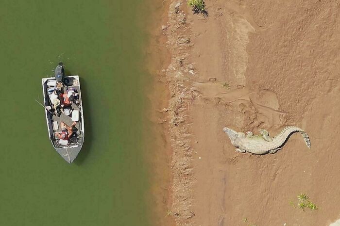 Fisherman's Incredible Footage Proves Australia's Crocodiles Keep Getting Bigger