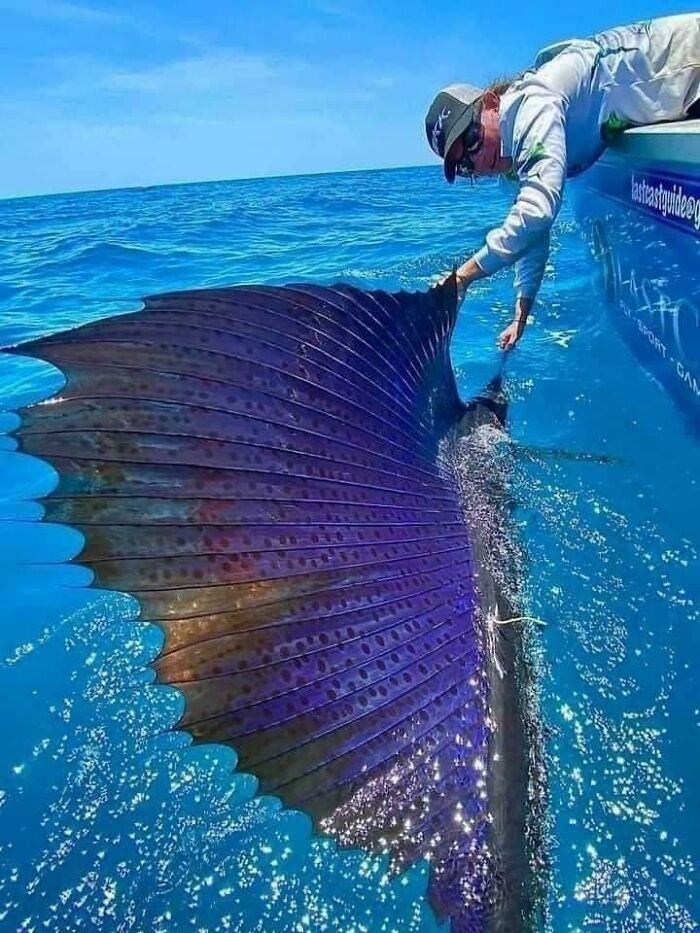 Queensland, Australia - Sailfish Are Considered The Fastest Fish In The Sea, Reaching Top Speeds Of 70 Miles Per Hour (112km/H). Photo By Ben Bright