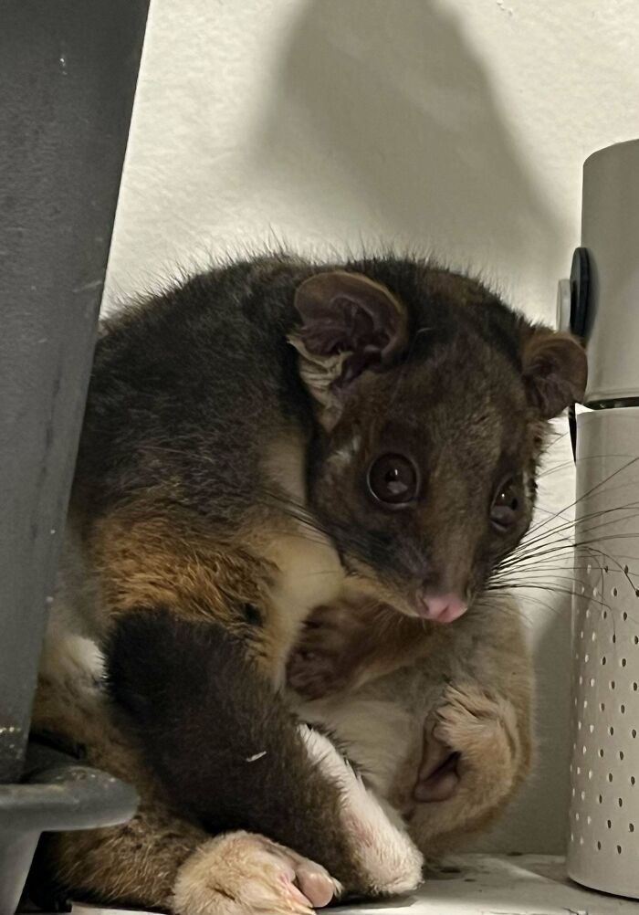 Ring Tailed Possum (Australia) Moved In