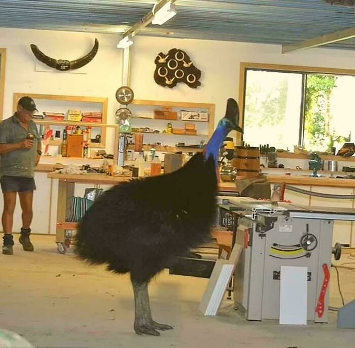 Of A Cassowary From Queensland, Australia Named Romper Stomper