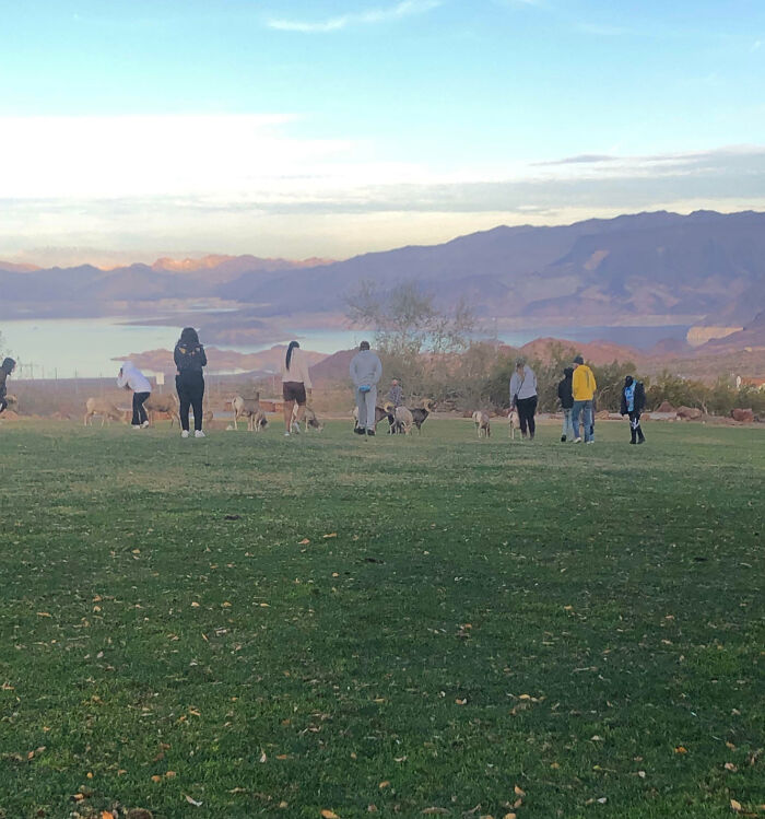 Dumb Tourists Walking Right Up To These Sheep