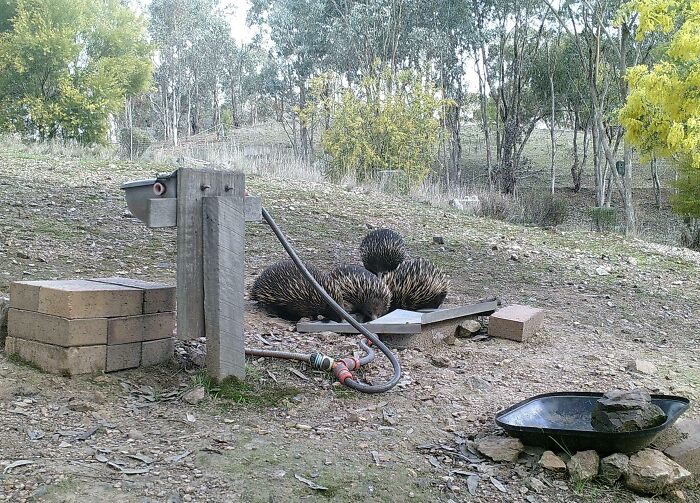 Echidna's At My Dads Bush Block