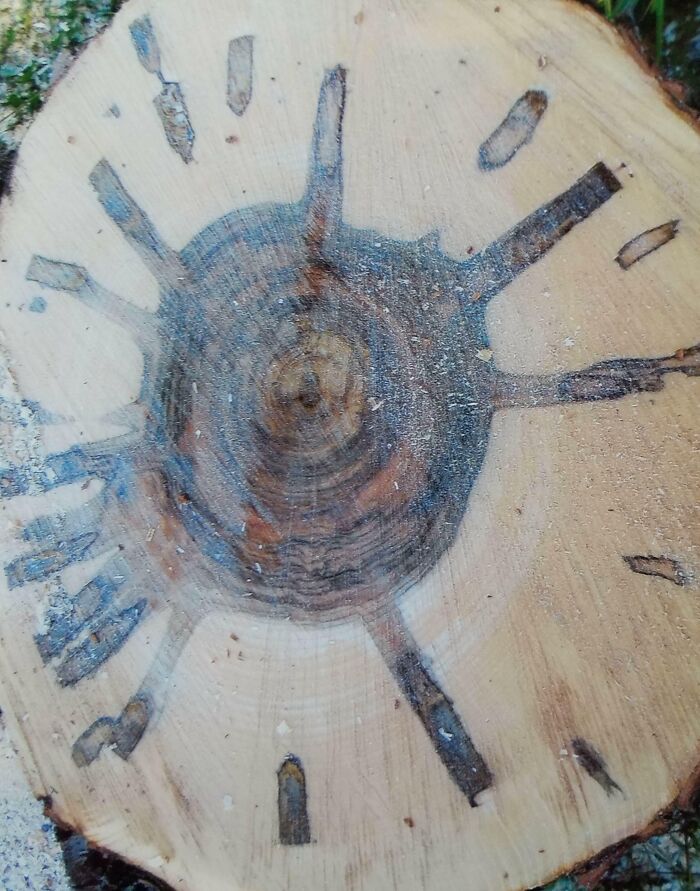 Cross-Section Of A Maple Tree That Had Been Tapped Into Over The Years (New Hampshire)