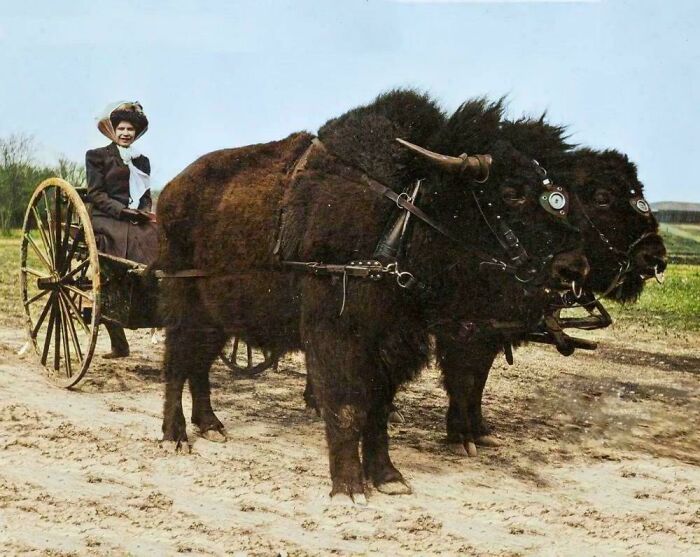 Woman On A Cart Pulled By Two Buffalo, 1910