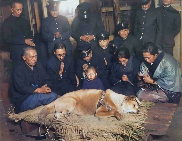 Last Picture Of Hachiko, The Faithful Dog Who Waited For Over 9 Years Outside Shibuya Station For His Master To Return Even After He Had Died. (Colorized, 1935)