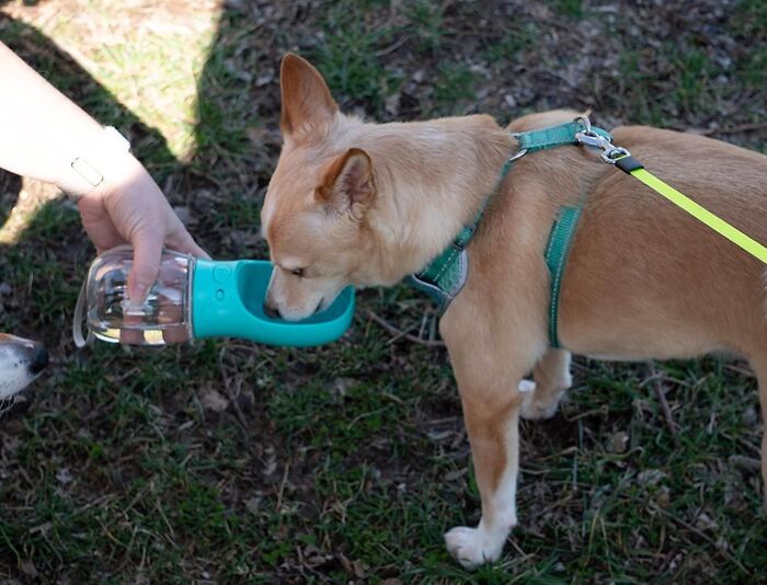 Thirsty Pup On A Hot Day? This Portable Dog Water Bottle Is The Ultimate Hydration Hero, No Slobbery Shared Water Fountains Required