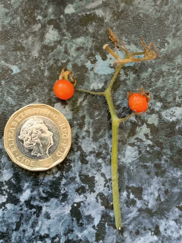 Tiny tomato harvest next to a coin, highlighting a gardening misadventure.